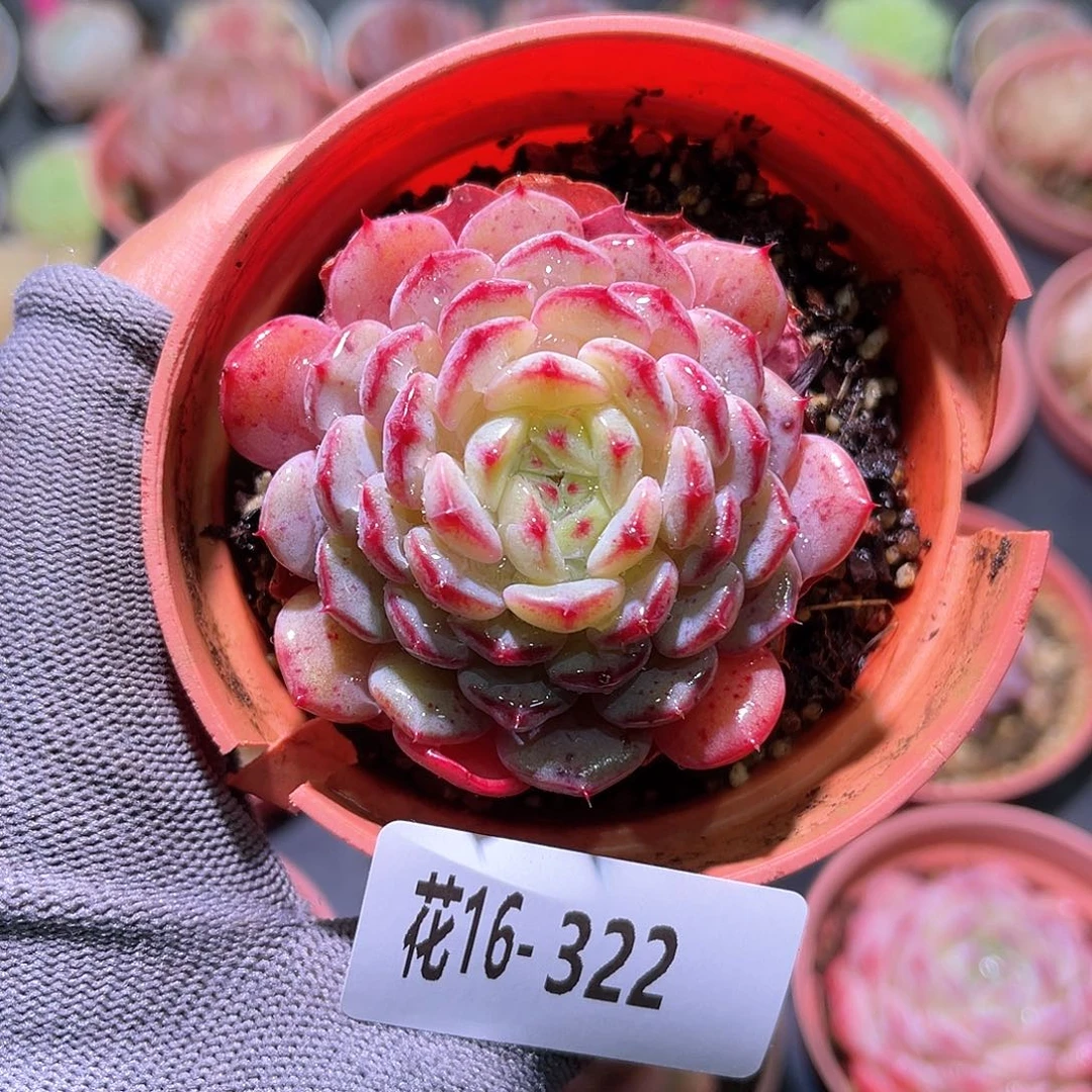 花16-322哈尼单头