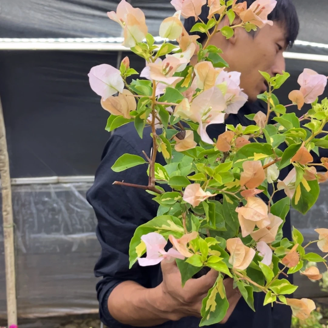 完全开放（金心黄白1棵）三角梅会落花落叶会光杆苗有大有小
