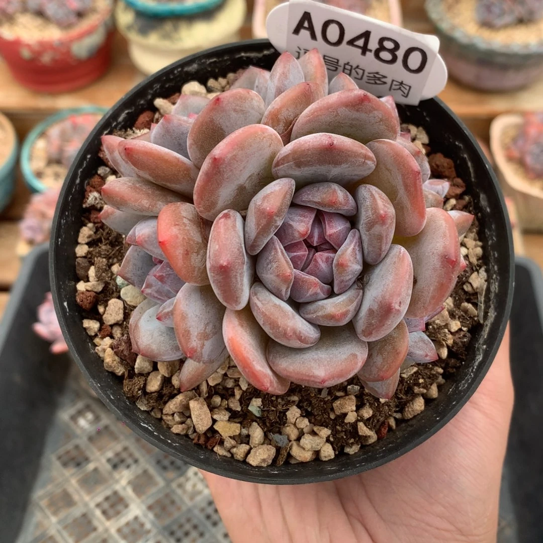 A0480 尝鲜款星影 有砍 9cm