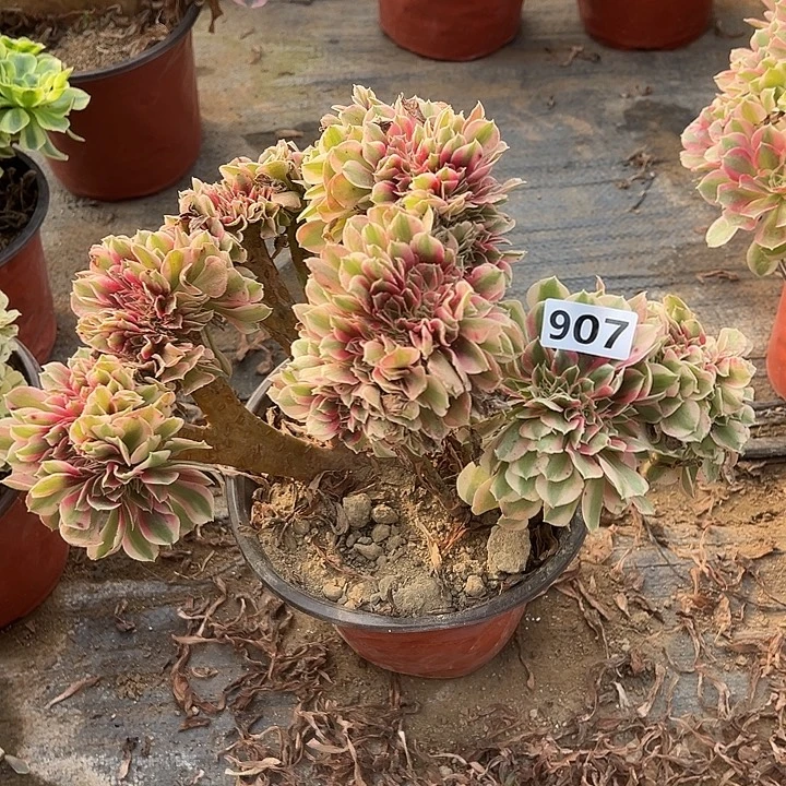 多肉植物粉女巫缀化907