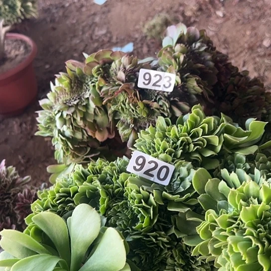 落***水多肉植物两个923.920