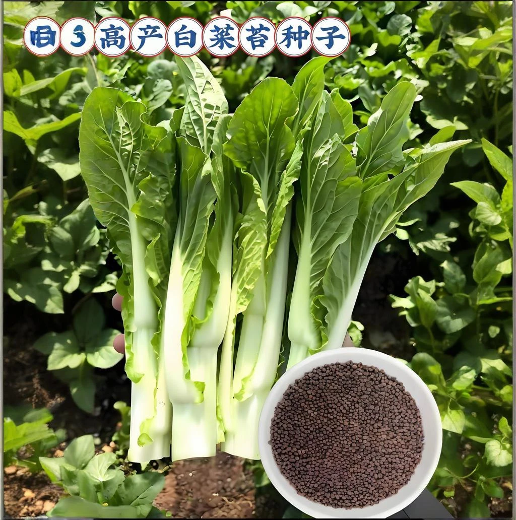 【脆甜白菜苔种子】家庭阳台小院种植四季播种蔬菜种籽盆栽地栽易种