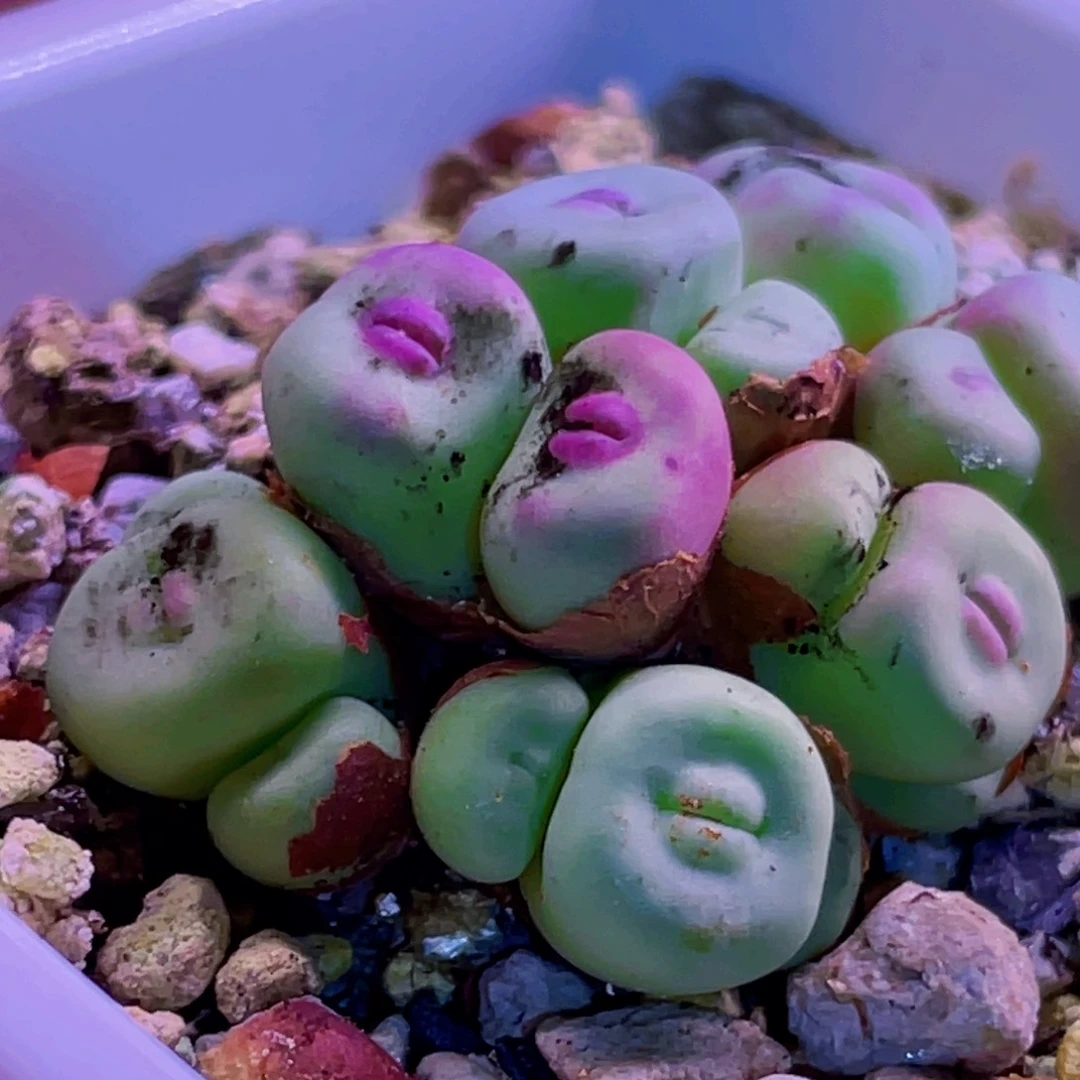 1380b小红嘴植物一物一拍