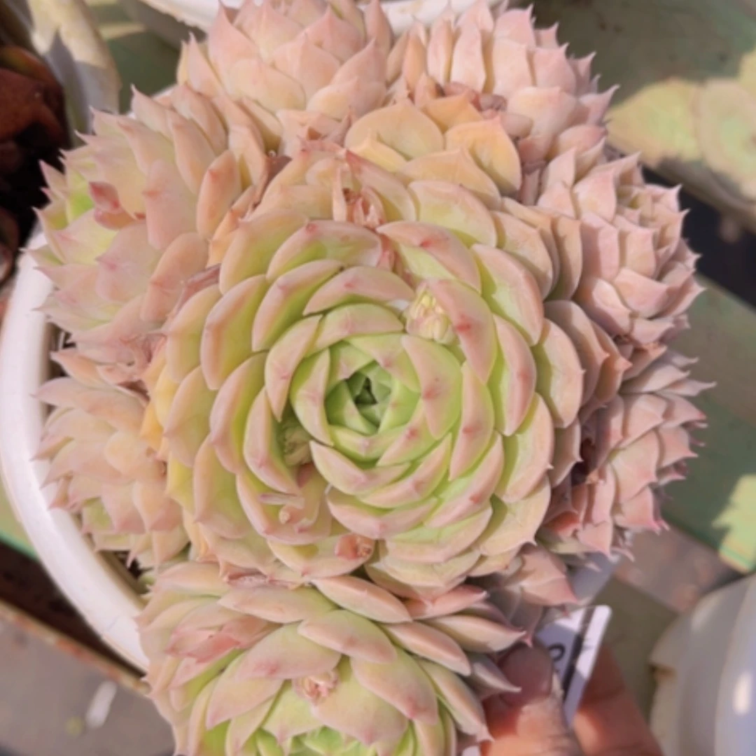 【闪购商品】昂斯诺多肉0546