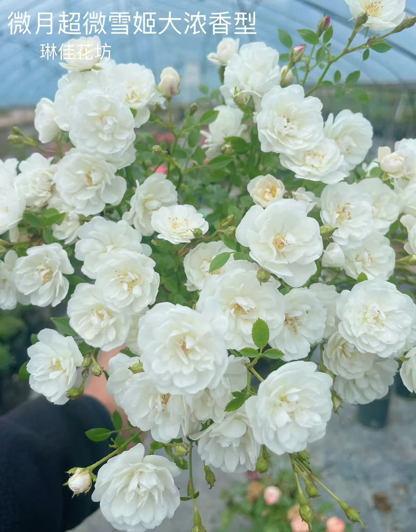 微月超微雪姬纯白色大浓香型重瓣小花型多头勤花爆花四季开花绿植