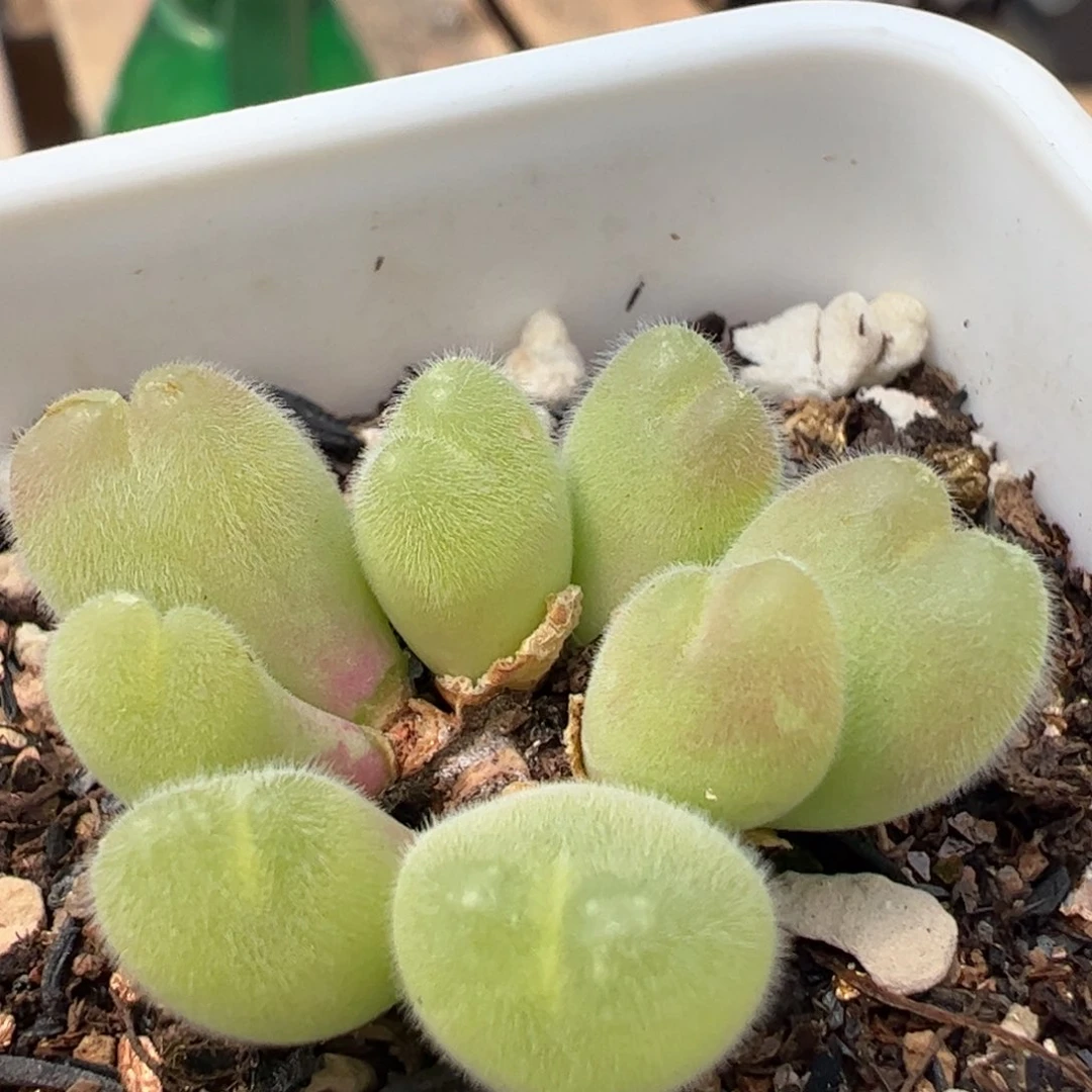 146多肉植物百科毛翠滴