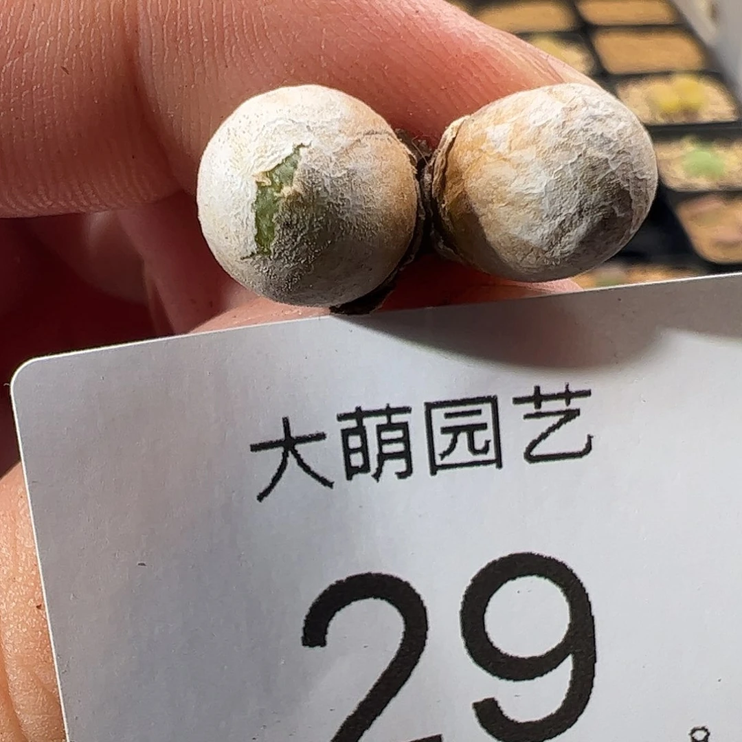 000029 一物一拍脱土发