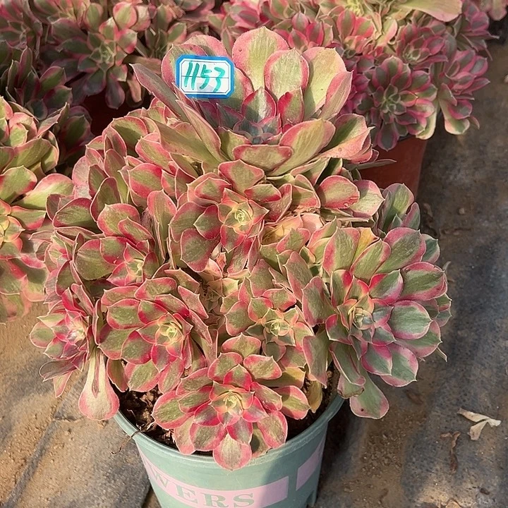 多肉植物布加迪1153