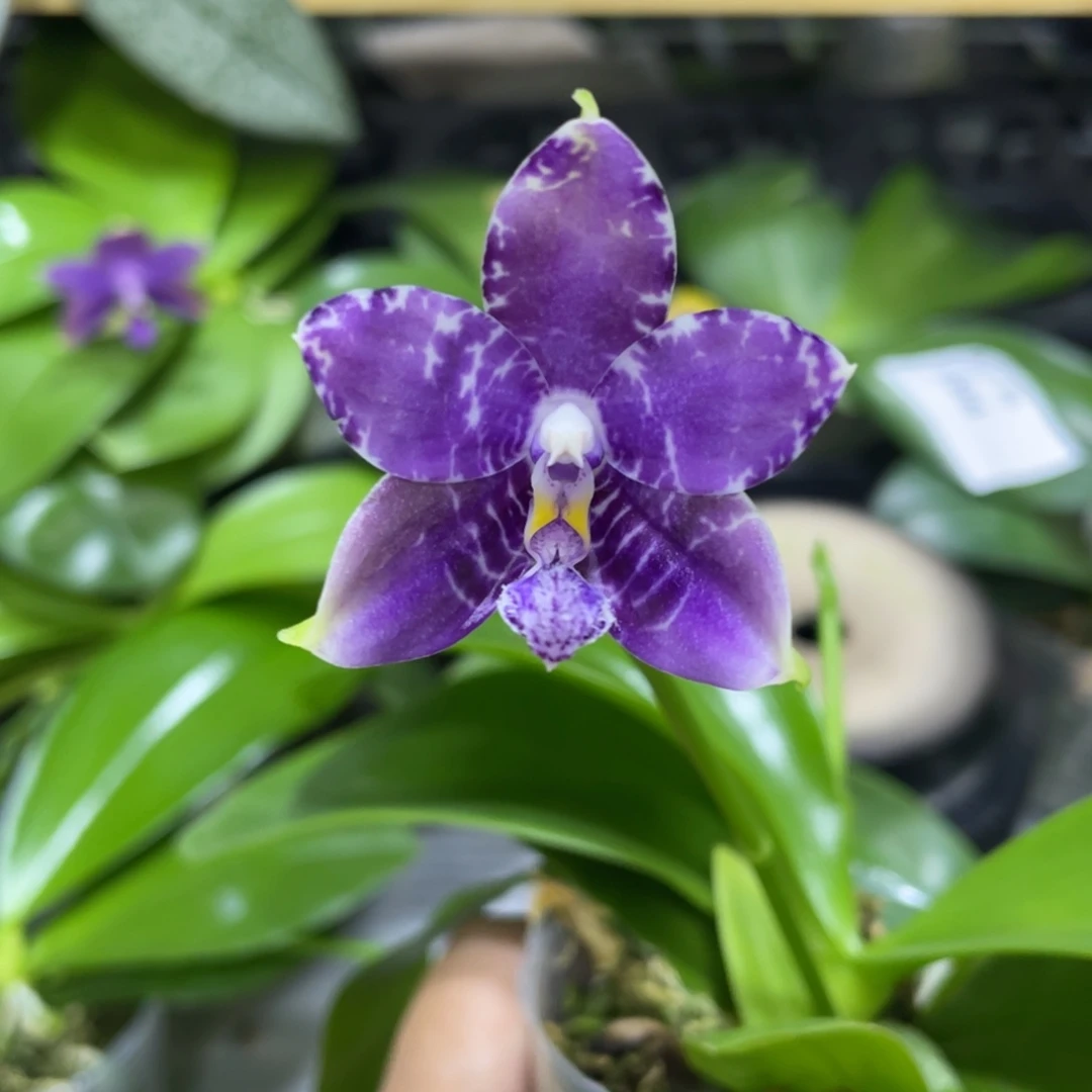 完全开放Yc88开花