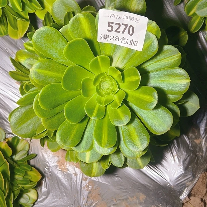 5270翡翠琉璃多肉植物2号