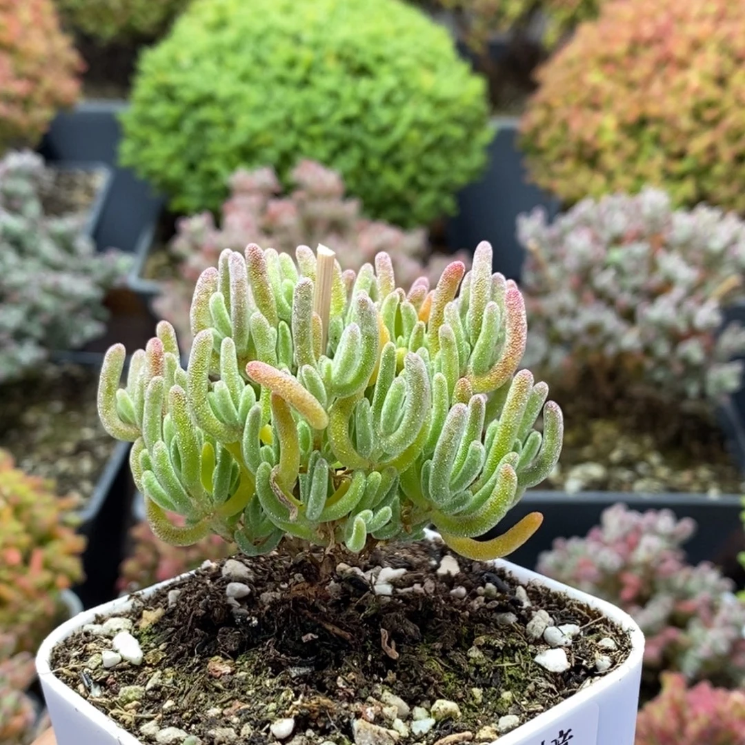 白霜4102枝干番杏