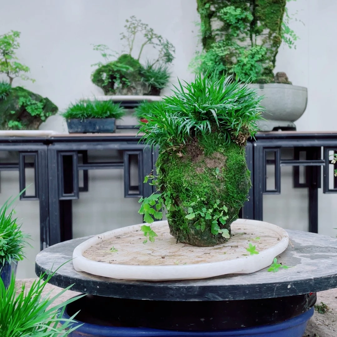 无铅玻璃振**庄铁线蕨铁线蕨铁线蕨