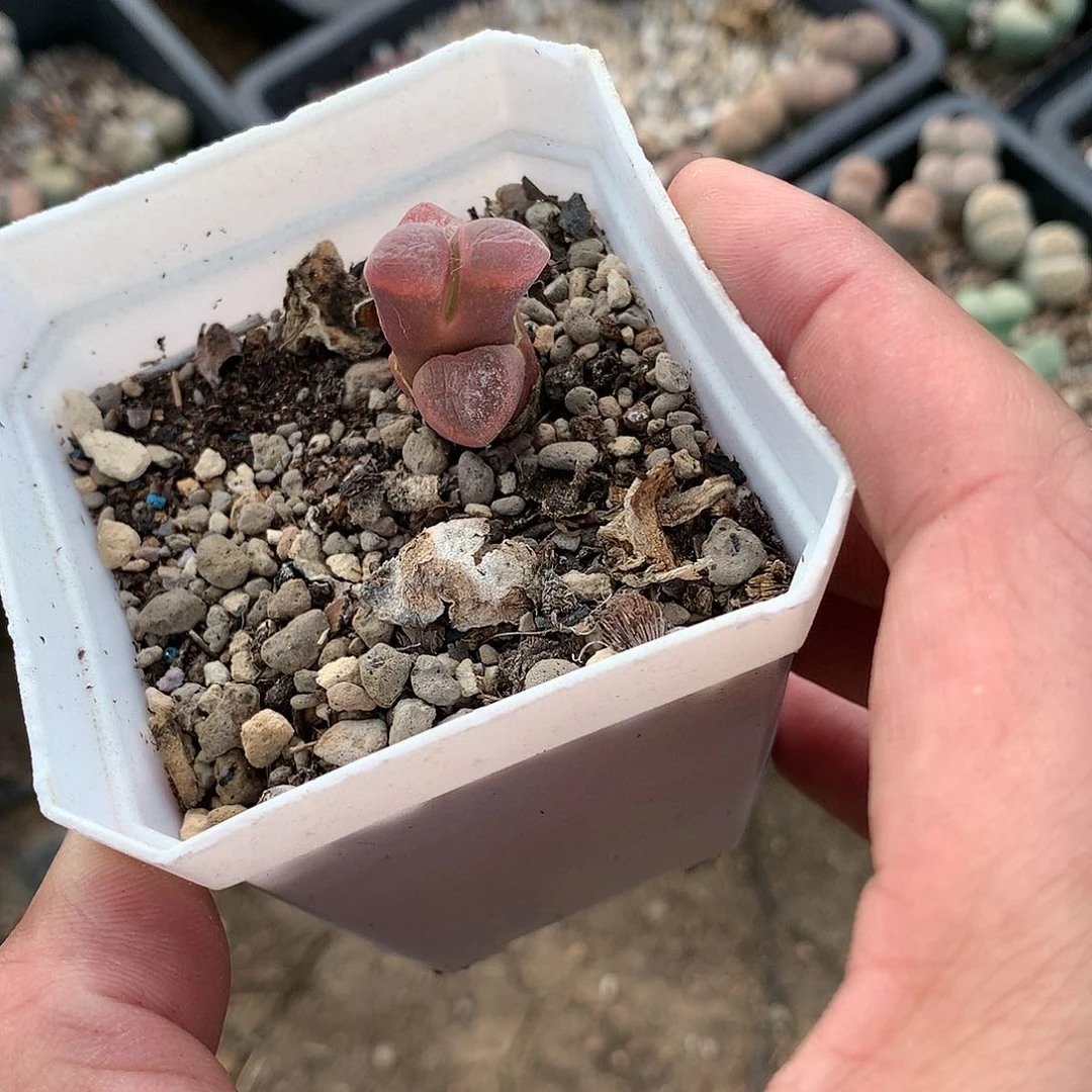 E345多肉植物保护