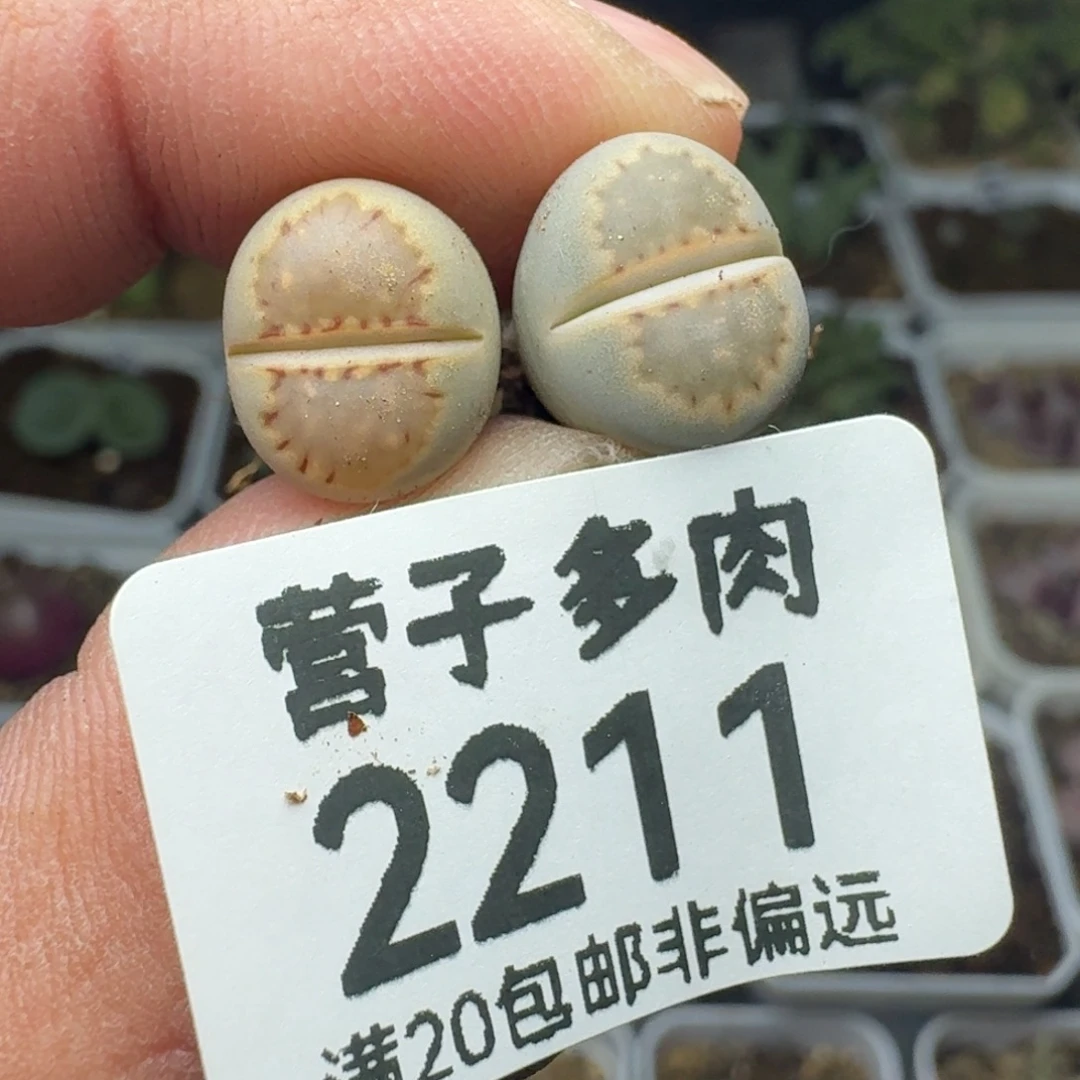 饼干两颗            土