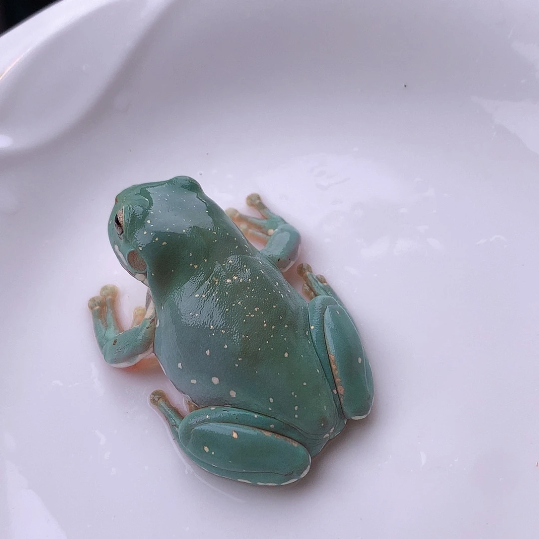 老爷树蛙17号精品超美蒂芙尼金箔，推荐！
