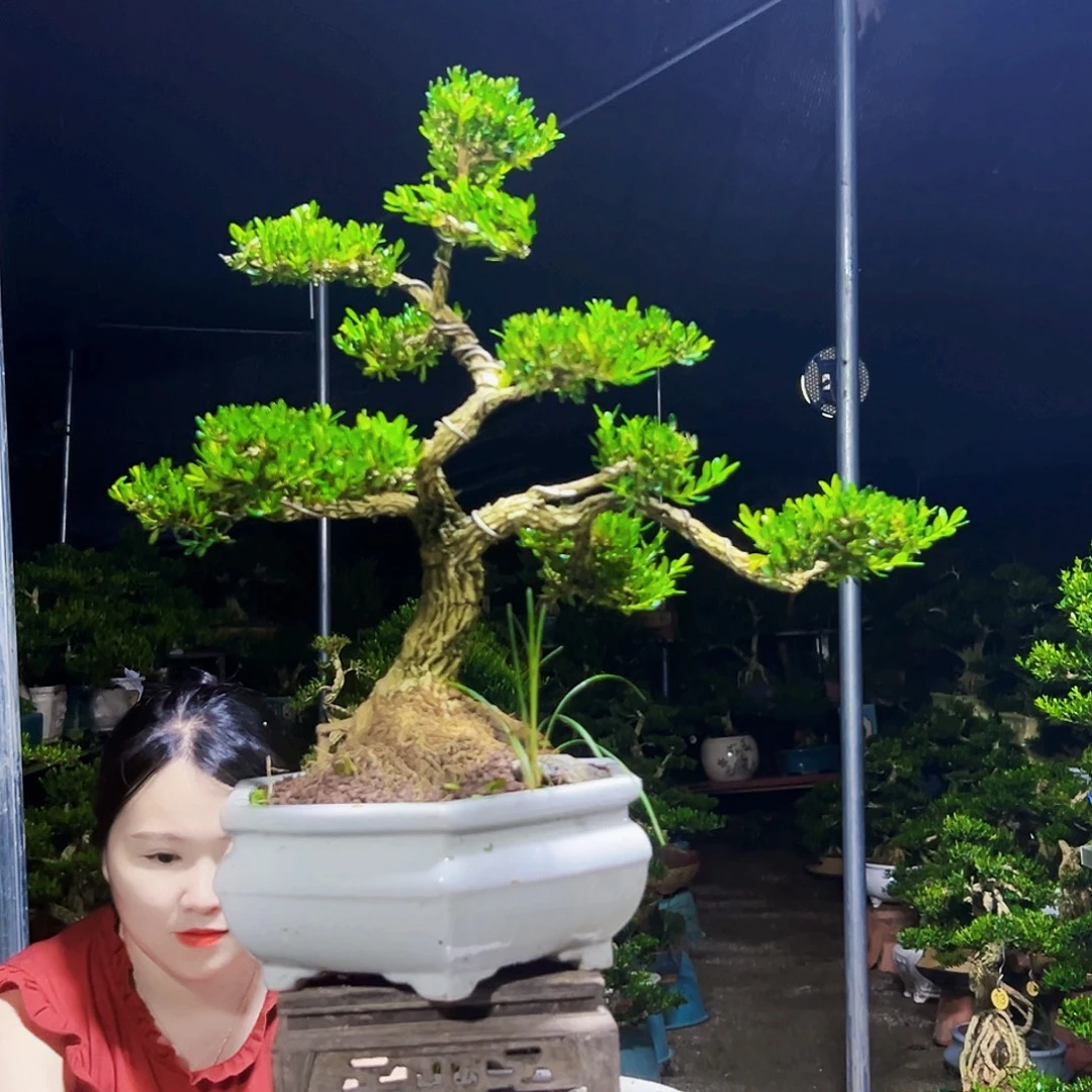 无花朵黄杨木