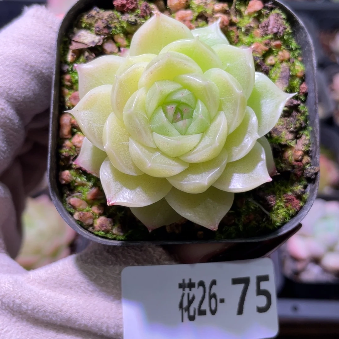 花利美26-75麦秆单头