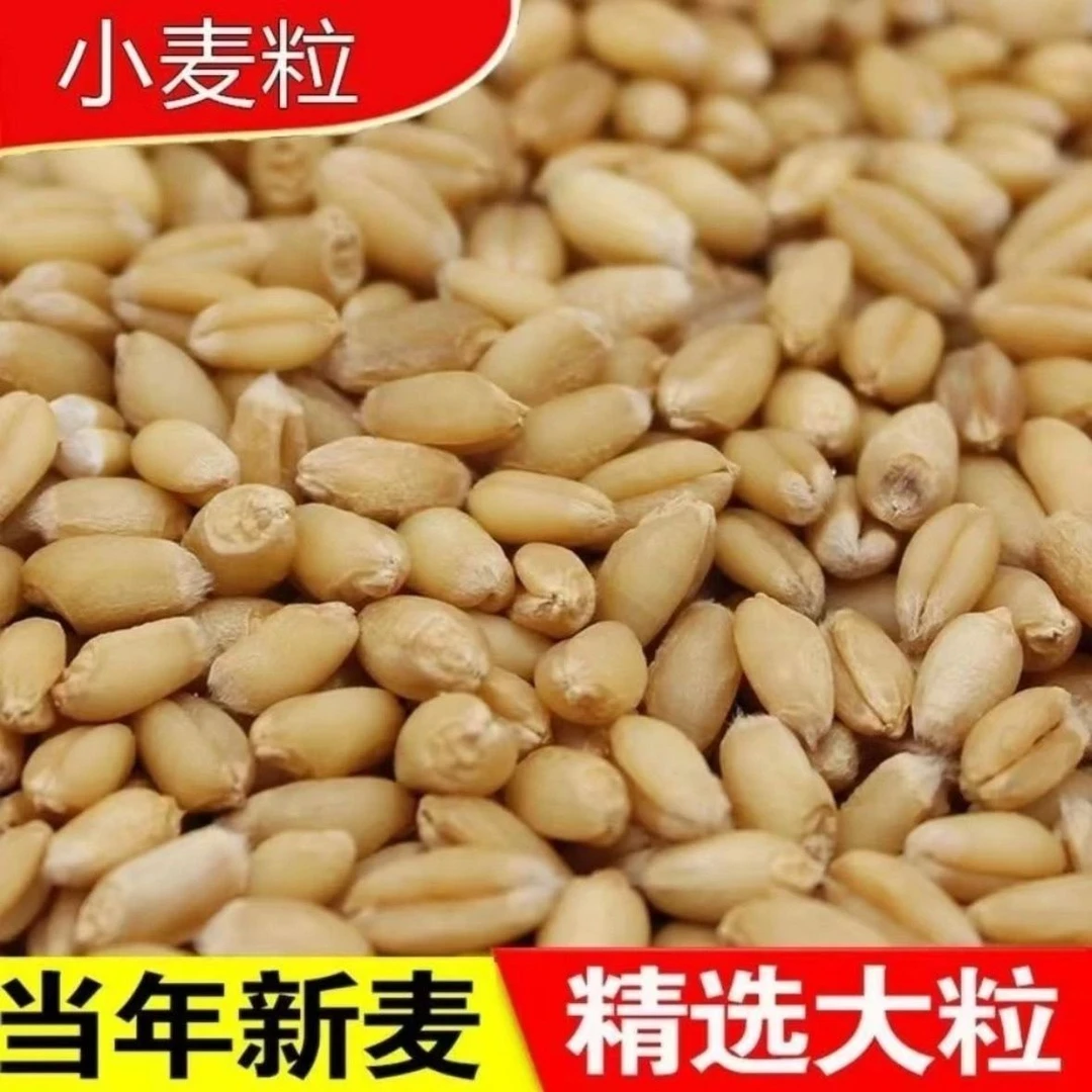 2025当季精品小麦粒可食用磨面猫草自种麦芽糖喂鸡鸟动物钓鱼打窝