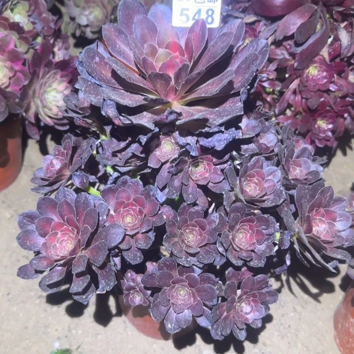 晚霞……多肉植物的