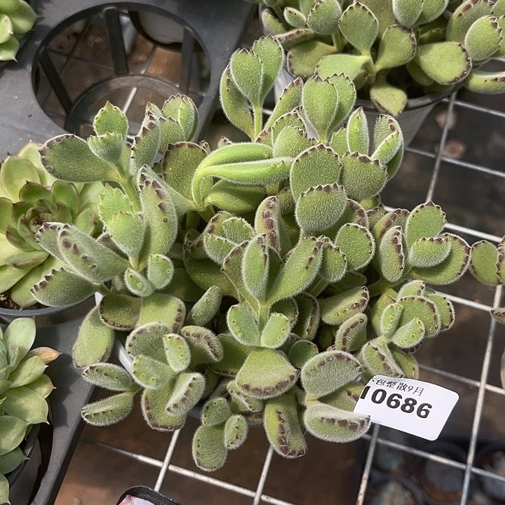 阿雅园艺。          686熊童子