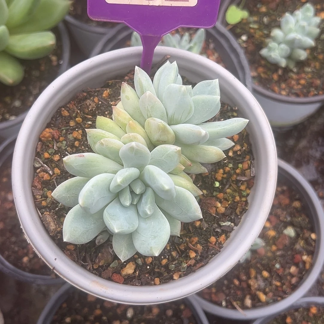 摇光多肉植物132