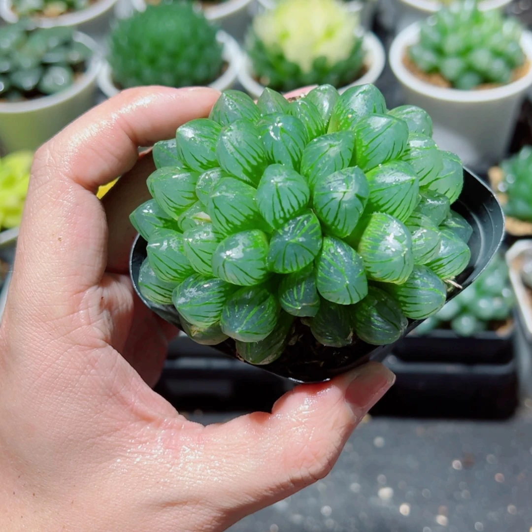 【闪购商品】双头OM玉露