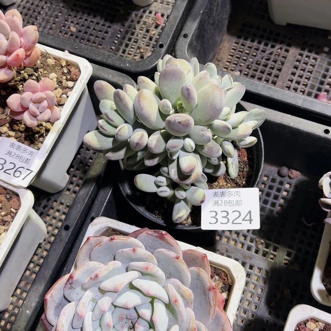 9号烈**心我们的确是一3324