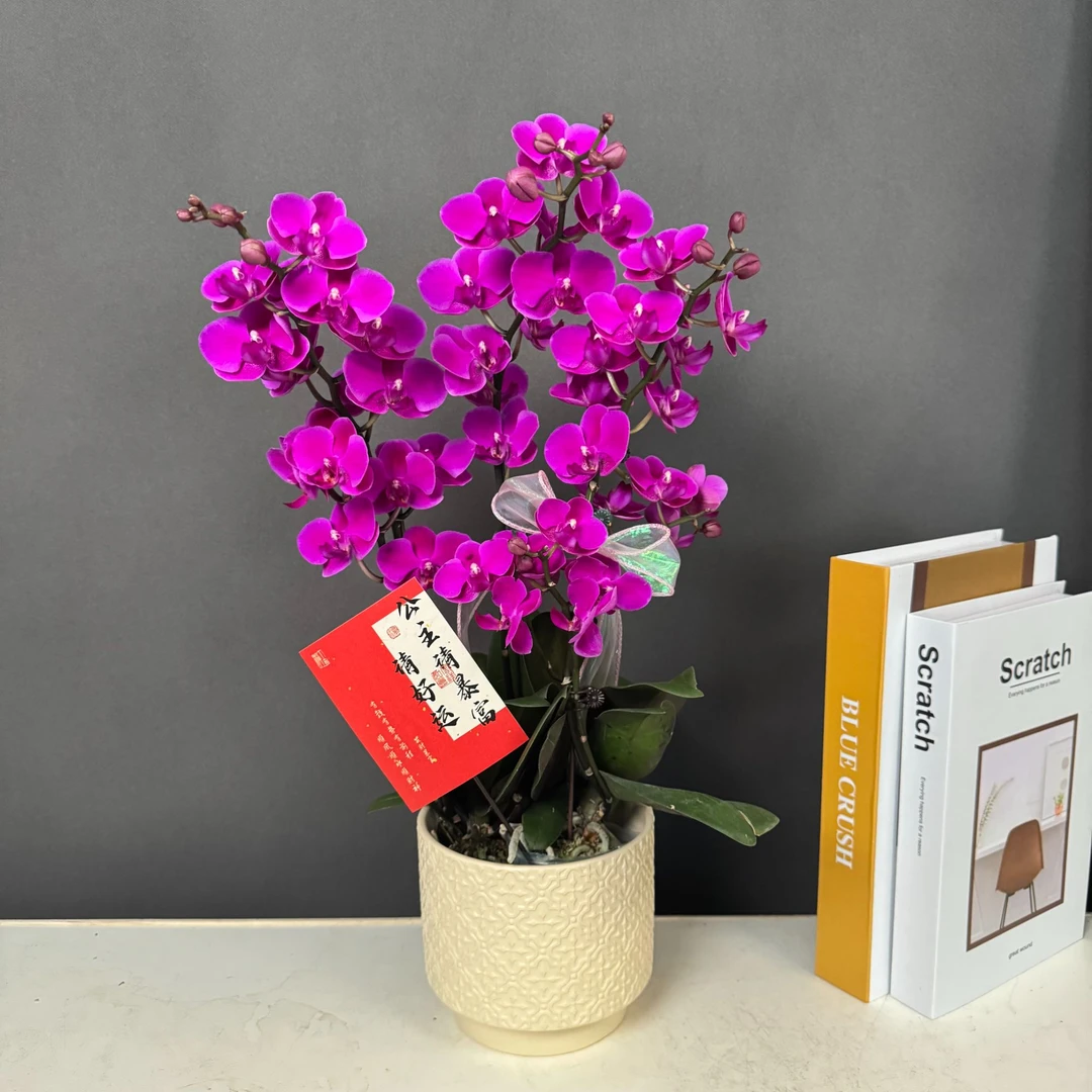 【满天红】经典年宵爆款耐高温花期巨长蝴蝶兰带花带花苞室内花卉