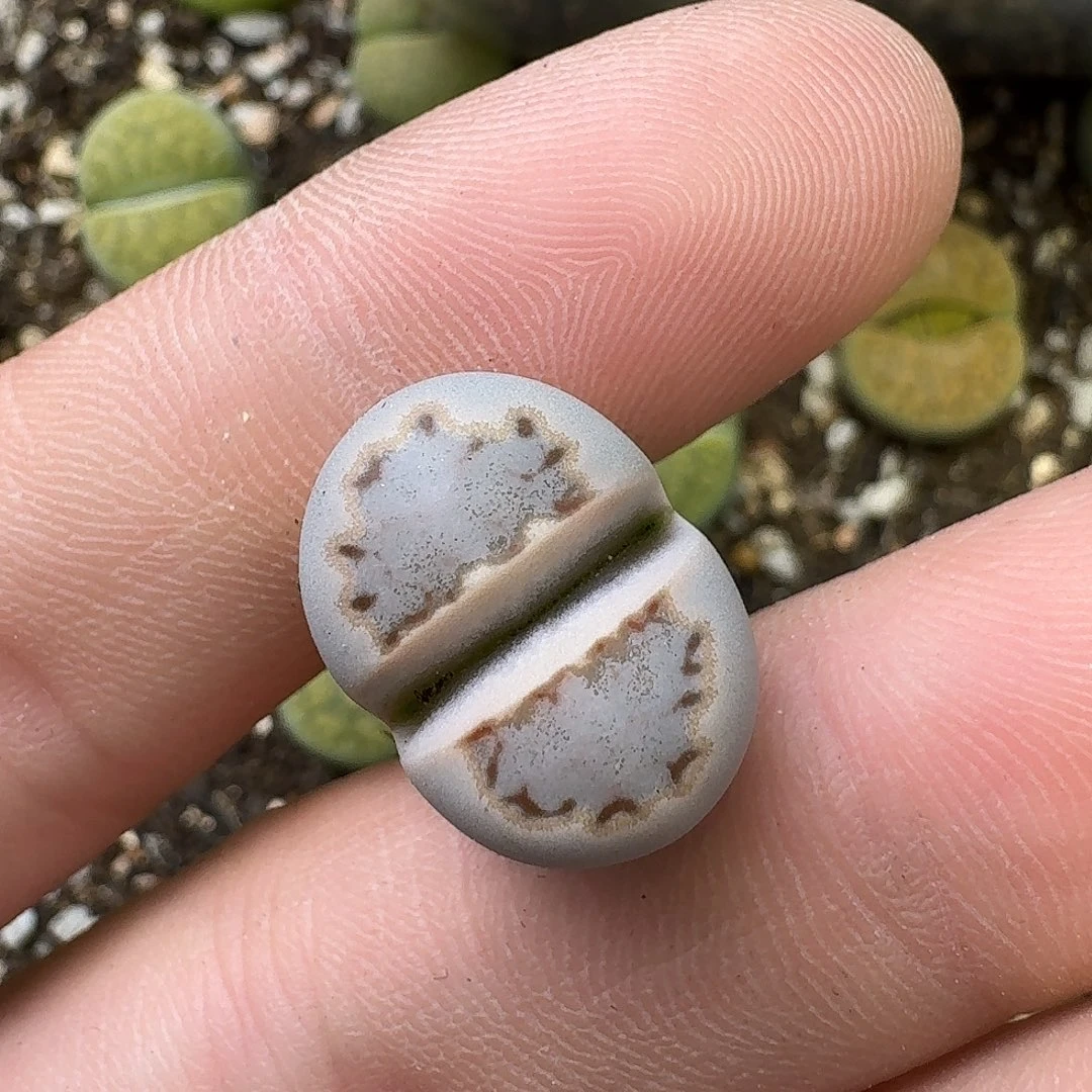 616号c217饼干1.8cm