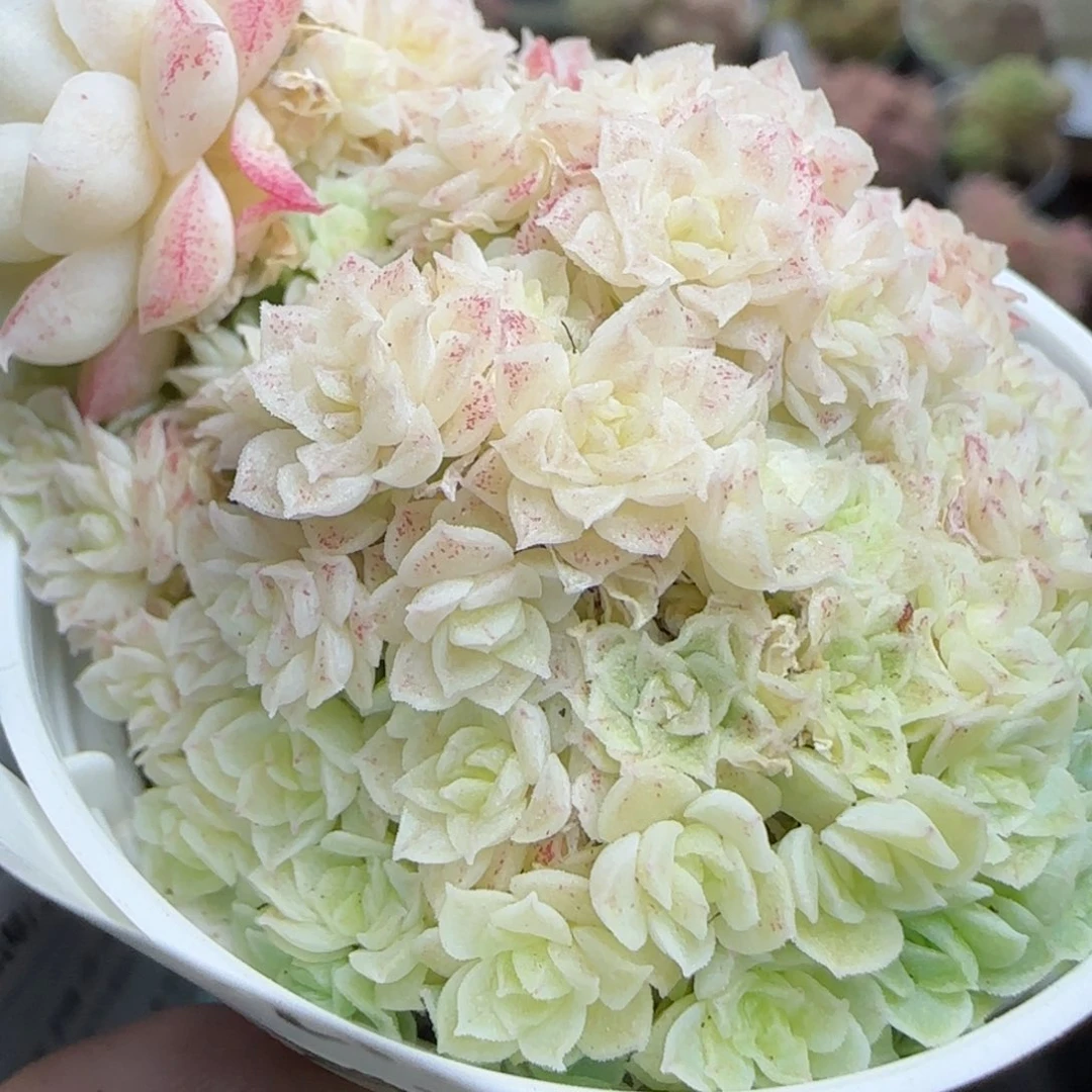 a**a花语逸镜0224-359散