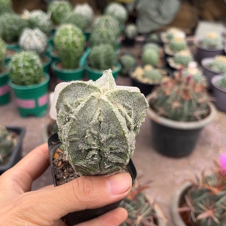 海***希完全开放8092实生核桃