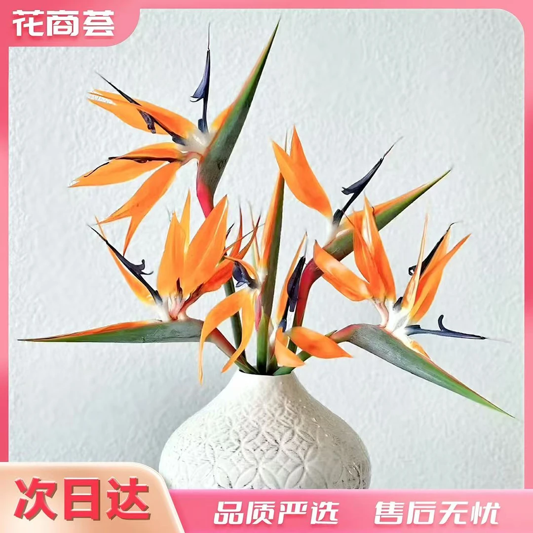 【京津冀顺丰次日达】65公分天堂鸟鹤望兰高级小众花材-鲜切1枝