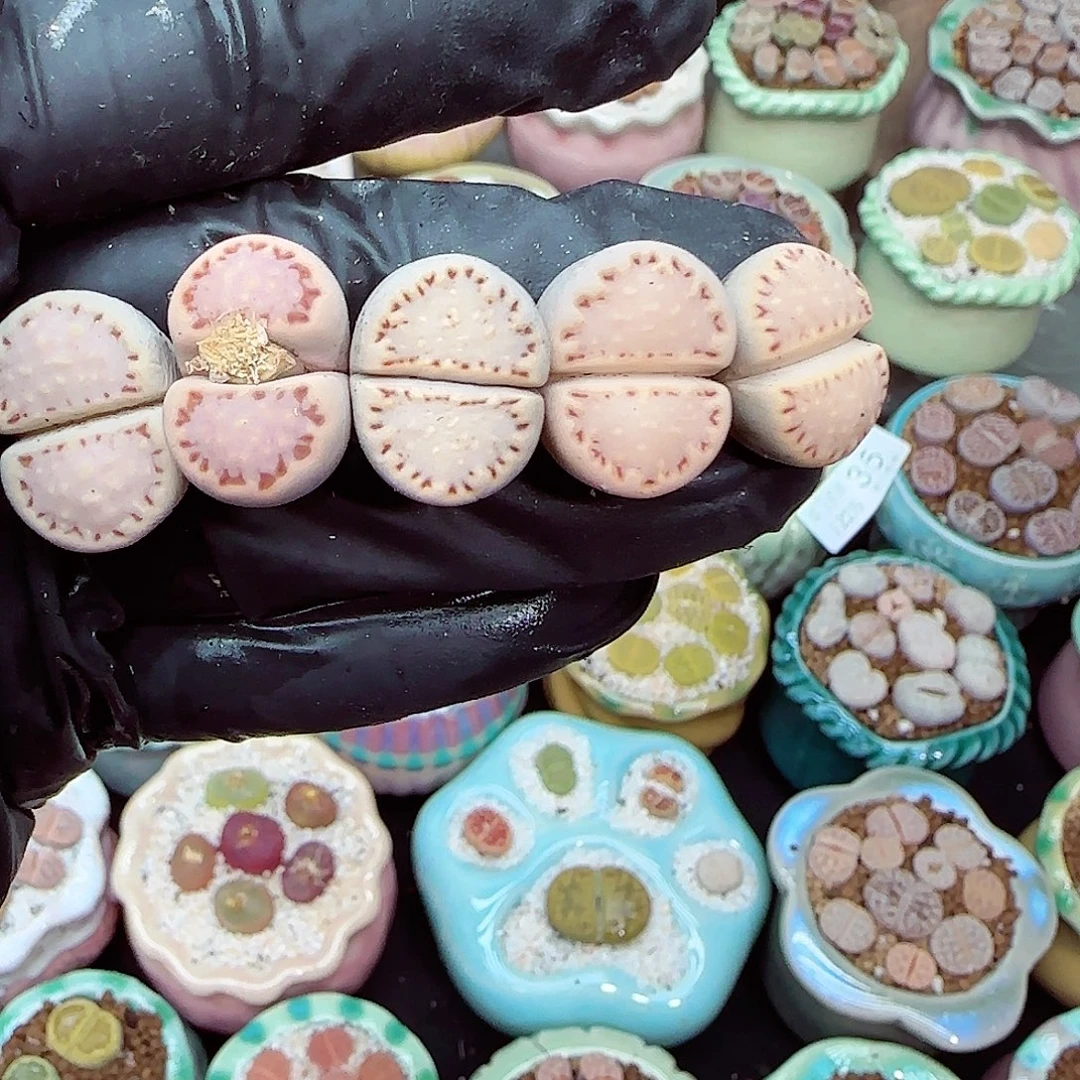 生石花满18包邮1225-57