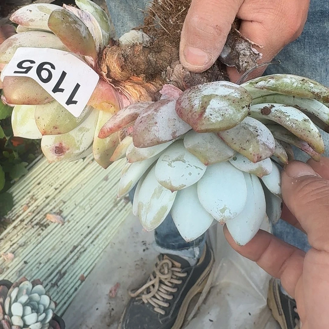 胡*心1235555555888888