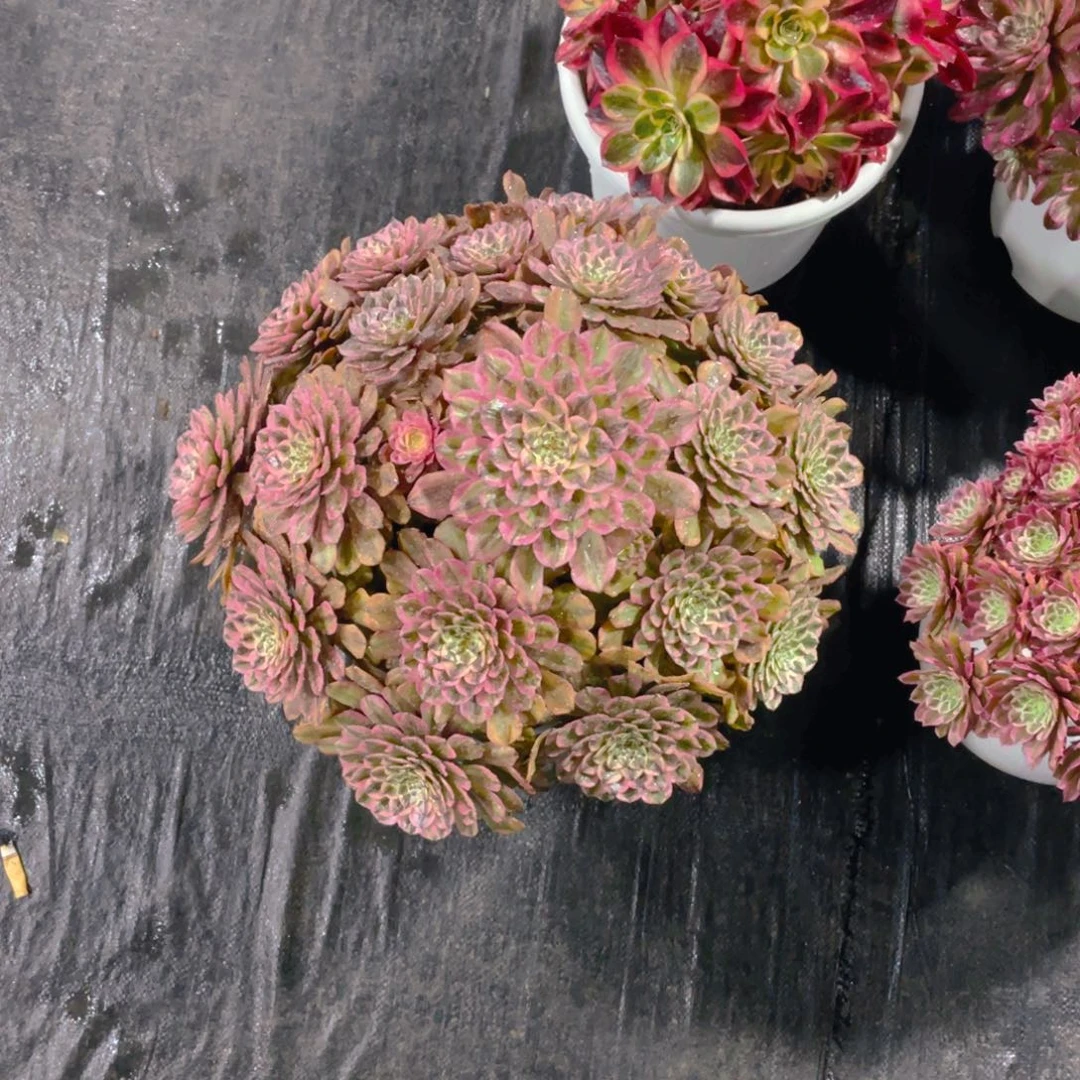 小***.漂亮漂亮漂亮漂亮漂亮漂亮