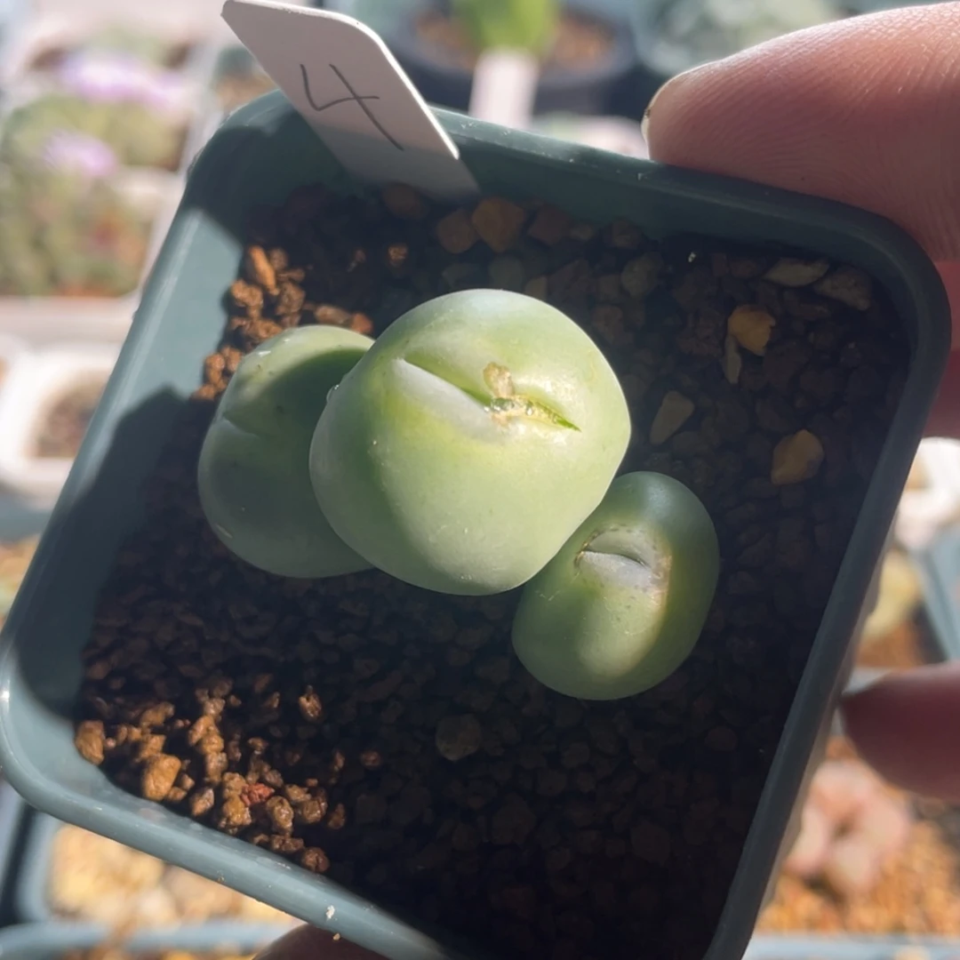 无***a小拳拳植物一物一拍