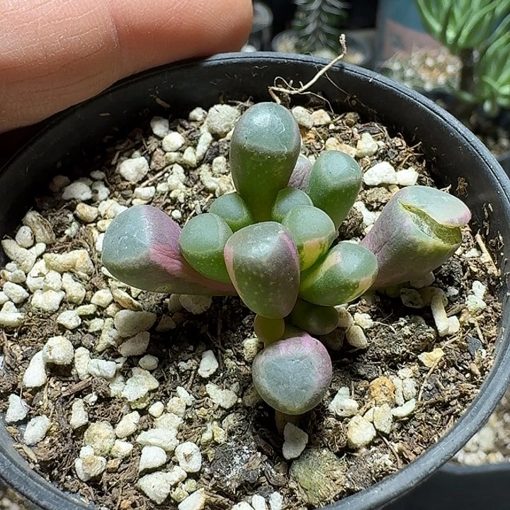 345五十铃玉锦带盆发货