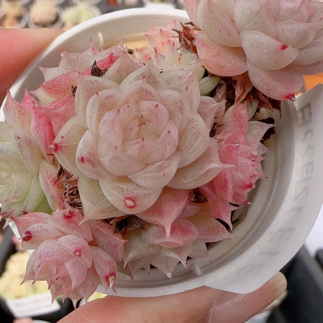 花语多肉1222-313散