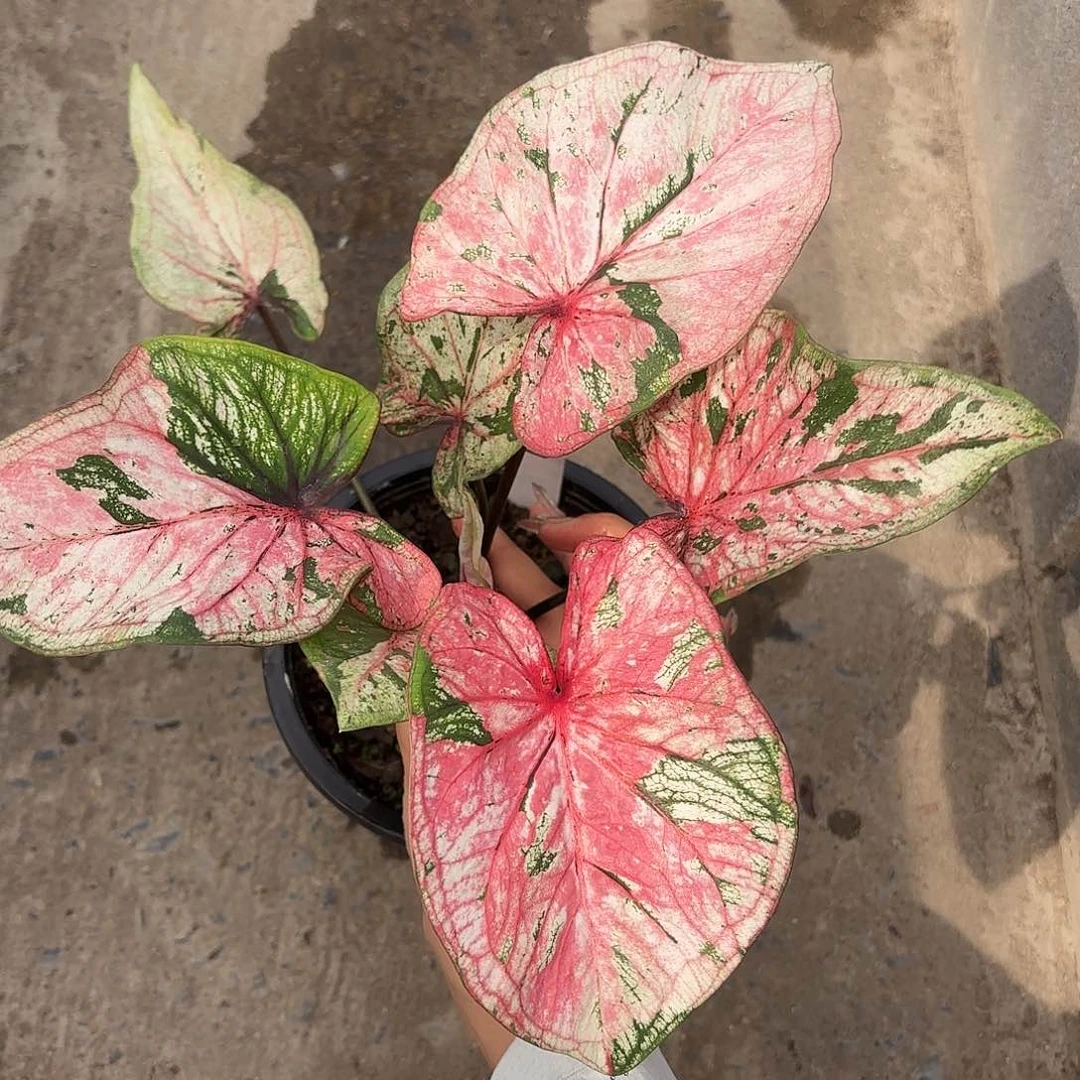 泰国彩叶芋 269-0204