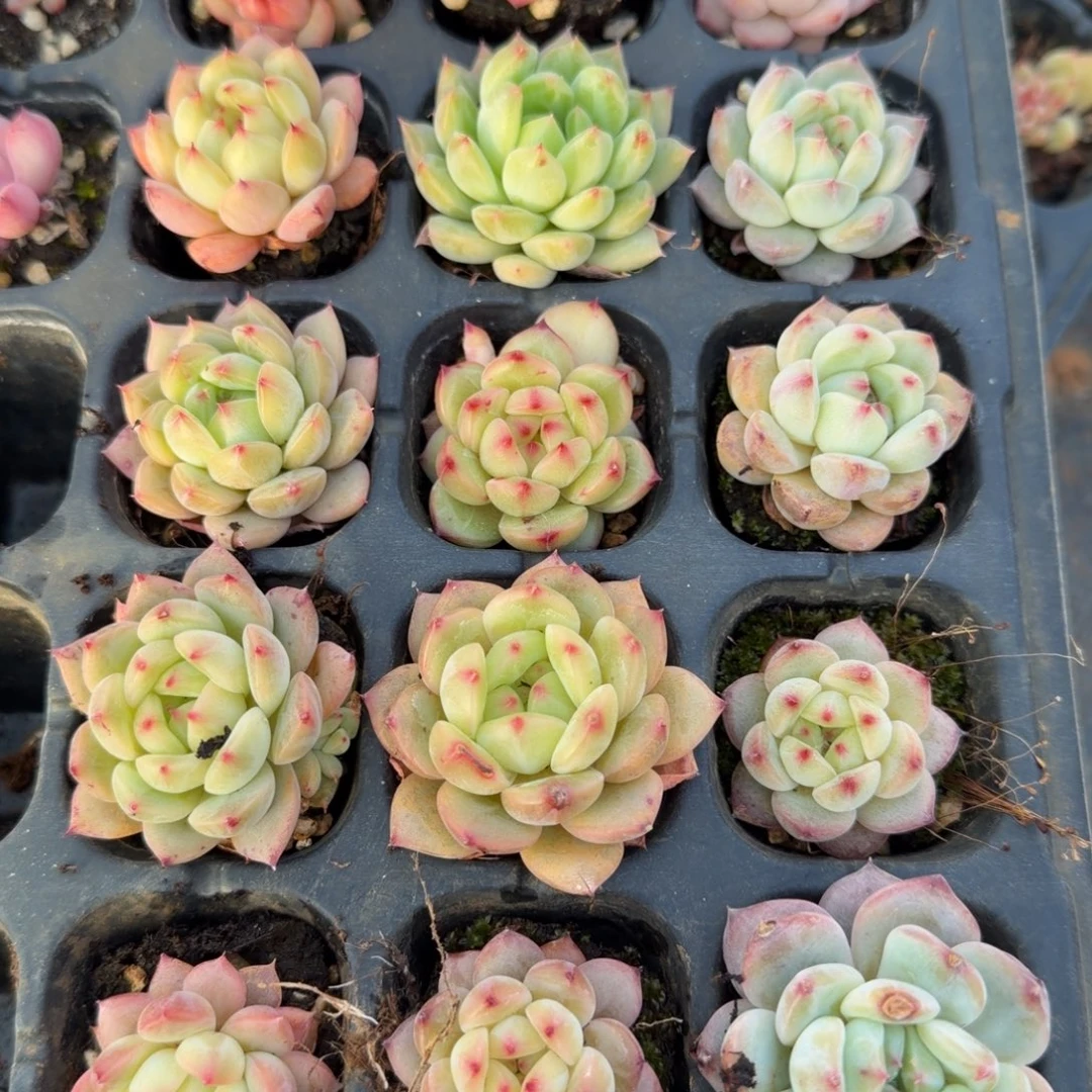 16-37美尼体更东云小包子十八颗带穴盘发货量拍