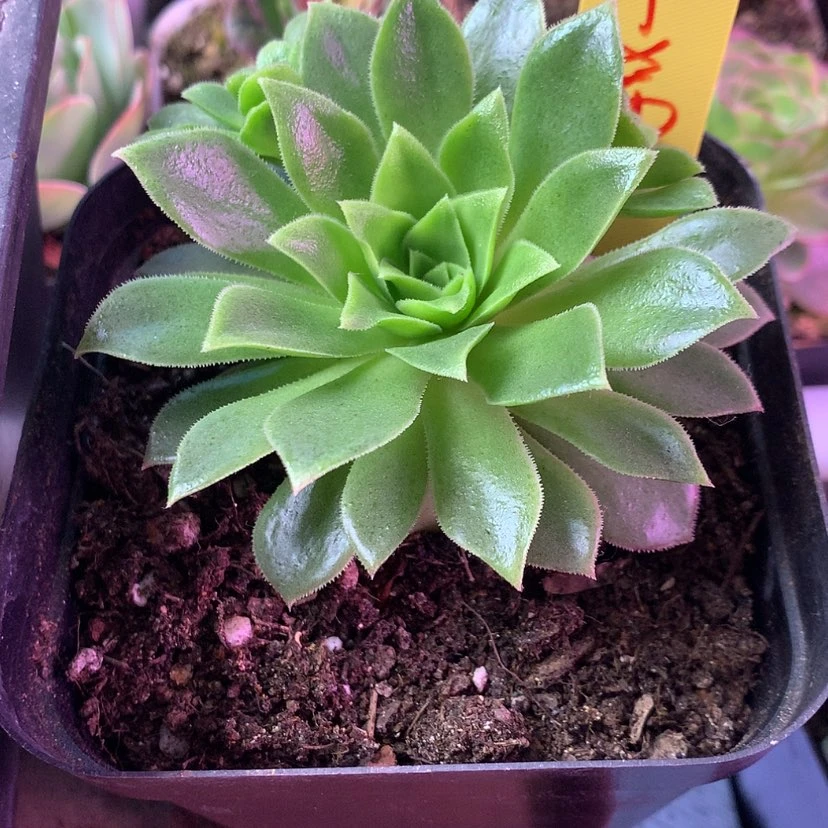 【闪购商品】予**এ2月会员火凤凰059