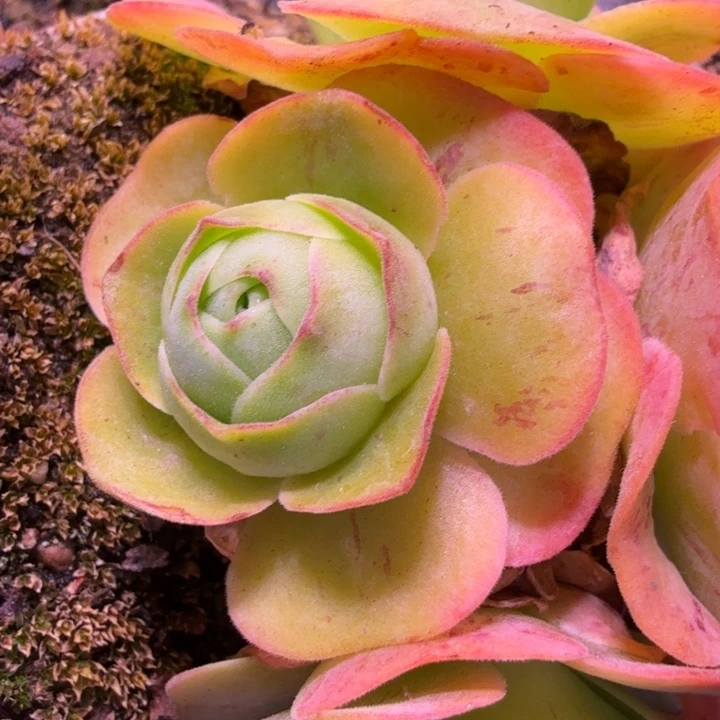 朱***朱HD536  潘系一代白龙  侧芽