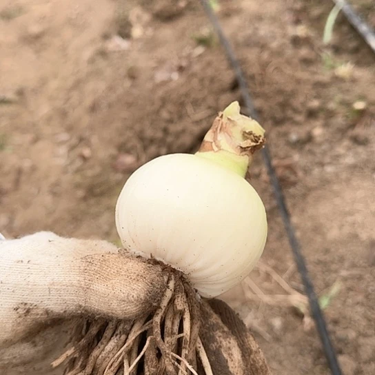 魅力四射5籽播苗 开花可能变异 介意勿拍 开花不包售后