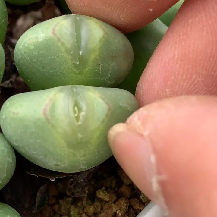 精品多肉植物嘟嘟嘟双头分头
