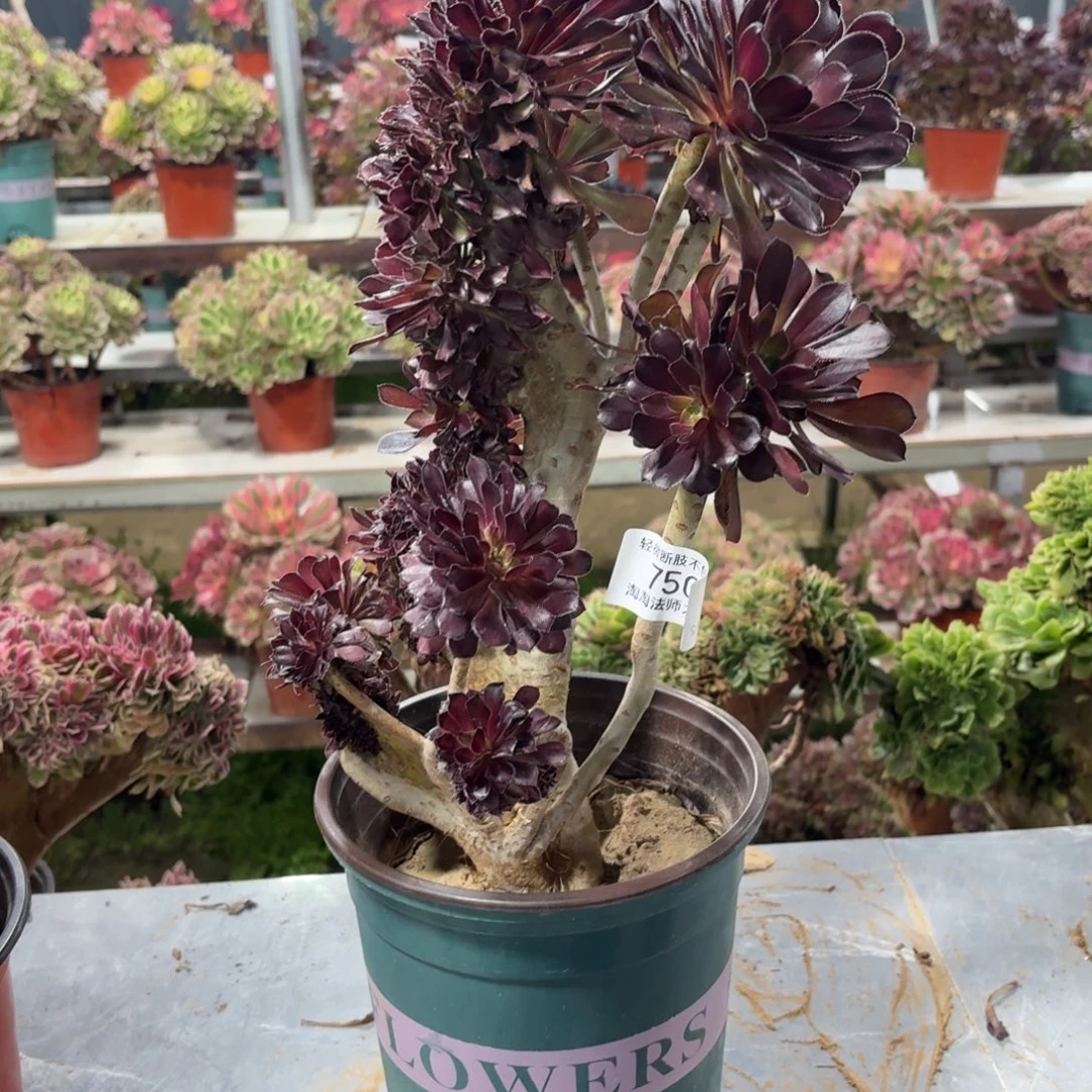 750黑法师缀化多肉植物