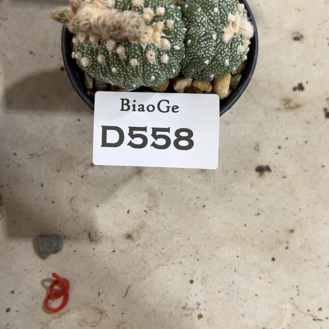 D558号悟空仙人球
