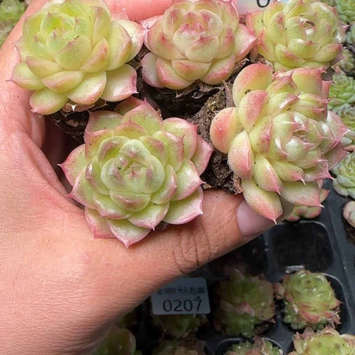 新店开播福利全场¥9.9包208