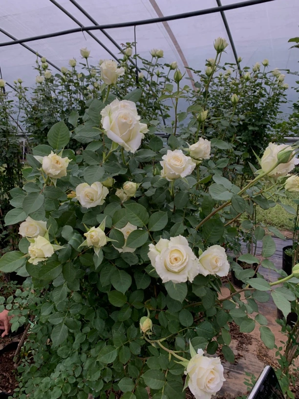 藤本白玫瑰多季节开花容易养护庭院阳台种植可以爬院墙蔷薇花苗