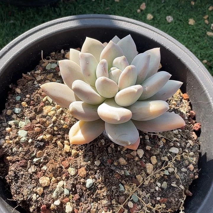 146 多肉不带盆土20包邮发货