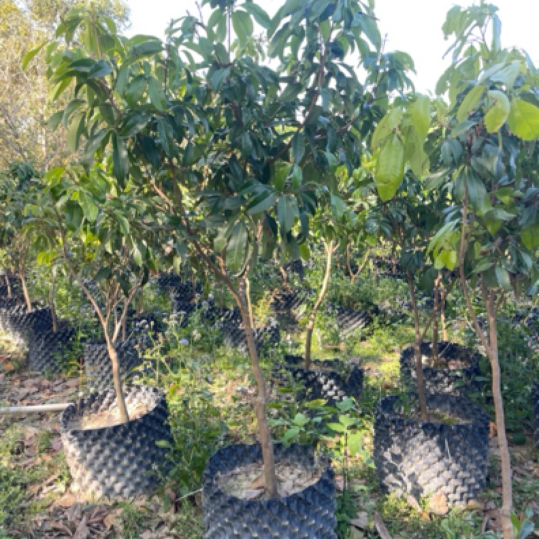 仙进奉荔枝4年苗 带花带控根器发货